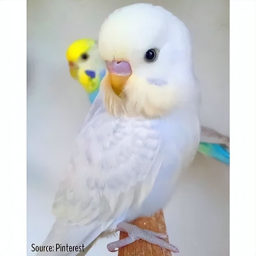 虎皮鹦鹉紫基因和钴蓝基因区别,虎皮鹦鹉基因缺陷怎么办