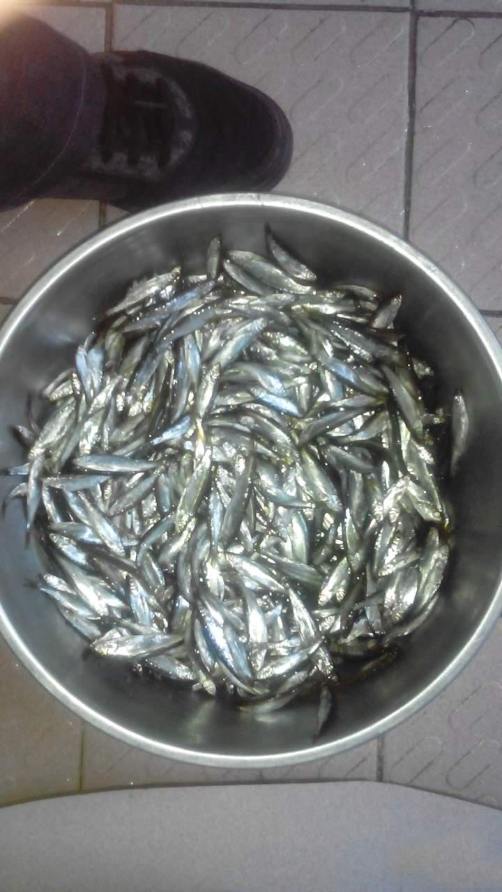 野钓用红虫钓小鱼闹窝怎么办,野钓鲫鱼小鱼闹窝怎么办