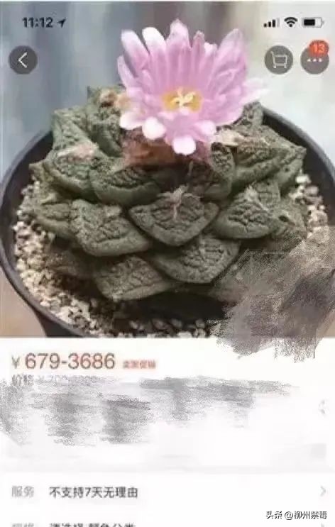 舔蛤蟆吸毒在美国成“时尚”!官方警告:再舔蛤蟆要绝种了!