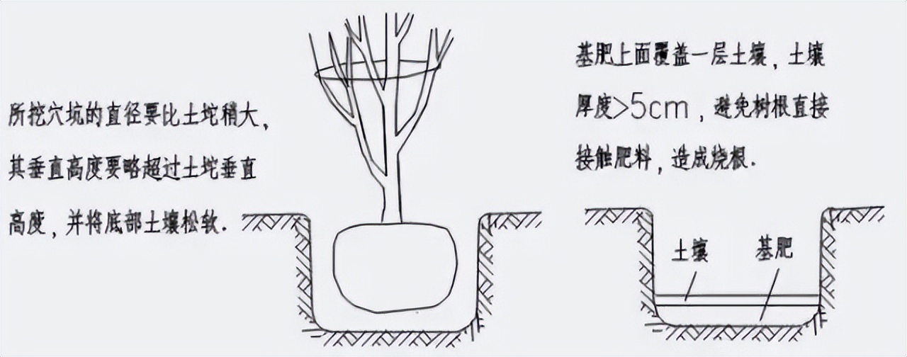 公路行道树修剪规范标准,关于道路行道树修剪的情况说明