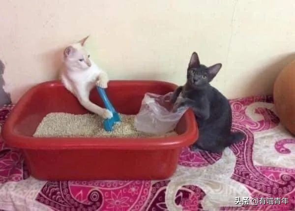 全世界唯一一只世界上最大的猫,世界上最小的体型最大的猫