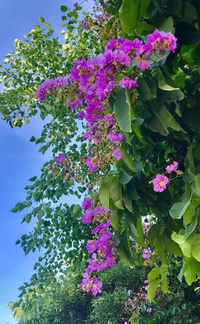 所有花的名称大全,认识各种花的寓意