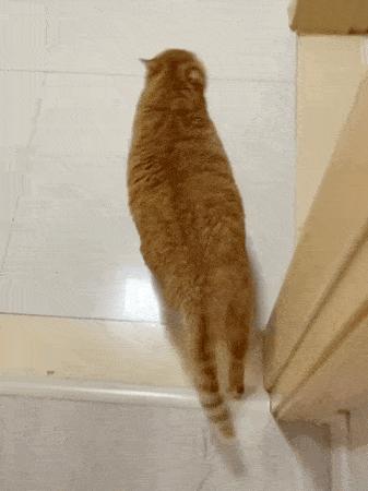 养了就想扔掉的狗,养的猫想扔了