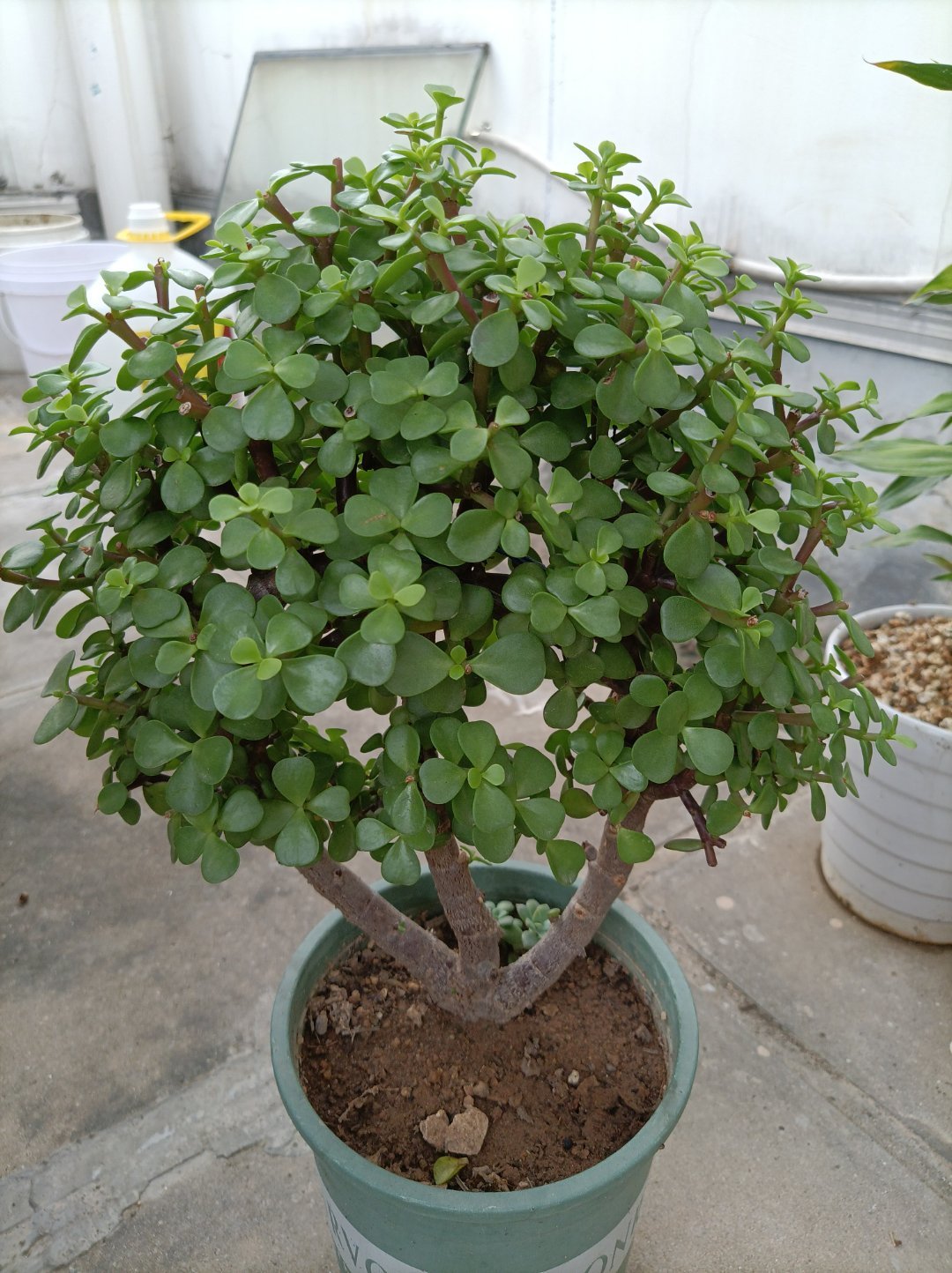 5月份给金枝玉叶换盆,金枝玉叶剃头后怎么才能快速生长