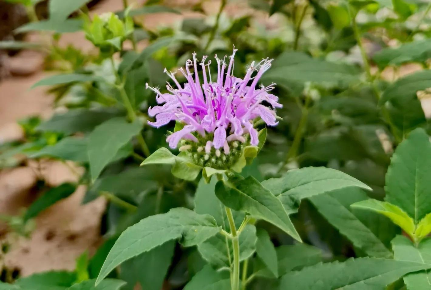 我的花草日记——顶着烈日开放的美国薄荷,坚守着一份清凉舒爽
