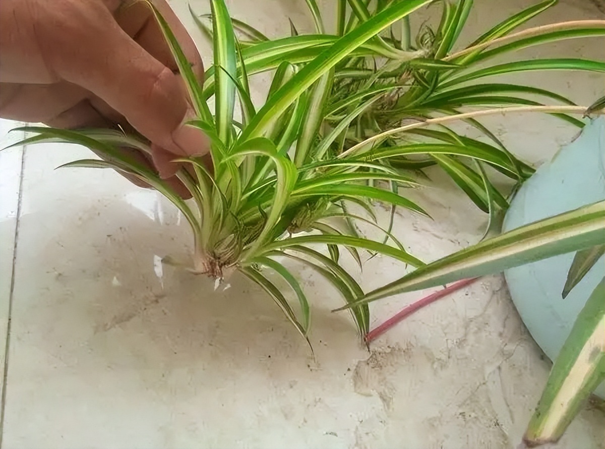 吊兰养活,普通吊兰怎么养才能更旺盛