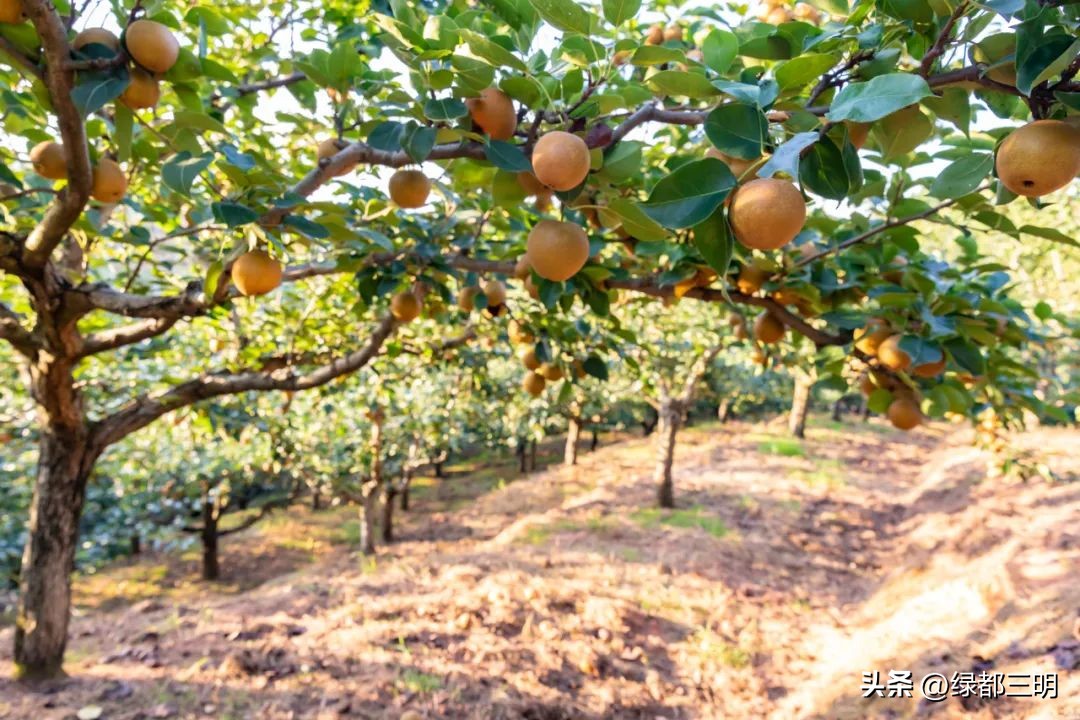缤纷水果季即将开始！来建宁释放夏日多巴胺