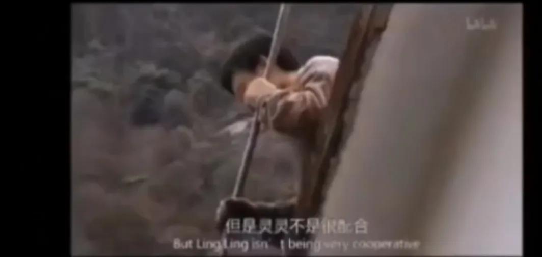 熊猫界几大家族,熊猫的种类有多少种