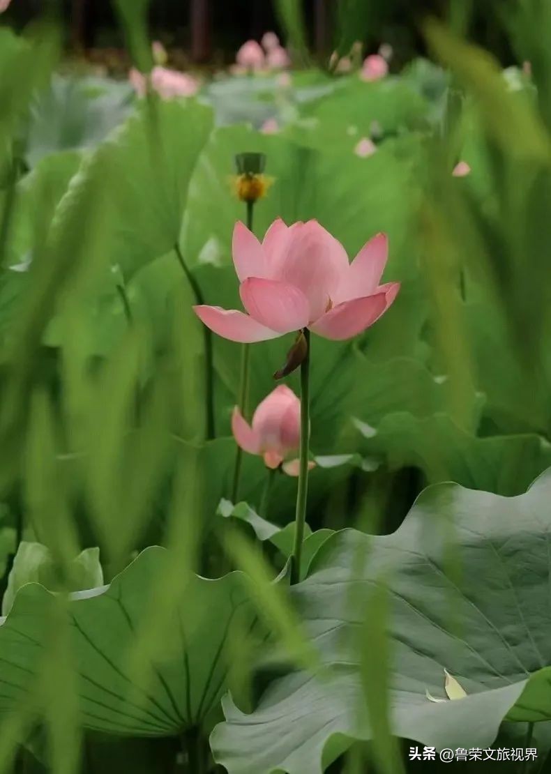 西安坐地铁旅游全攻略,西安半日游地铁