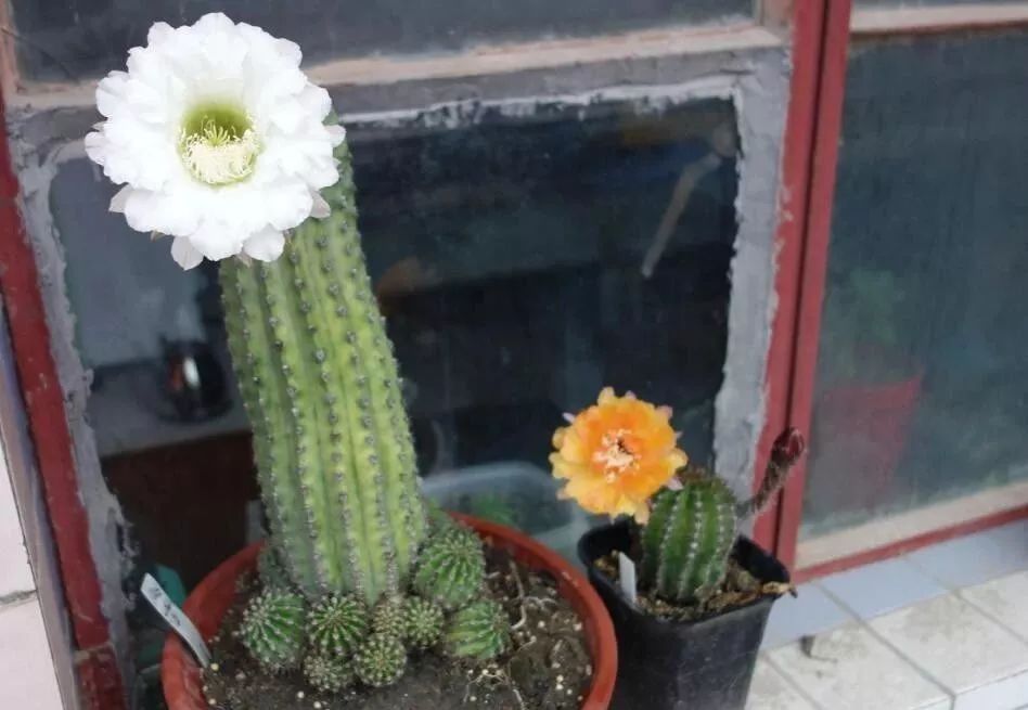 200种·仙人球开花图鉴，大开眼界，美到爆