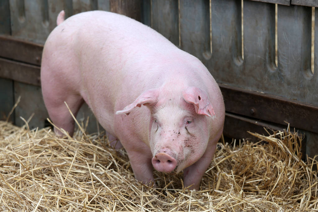 母猪奶水少什么方法快速下奶,母猪奶水不足怎么快速下奶