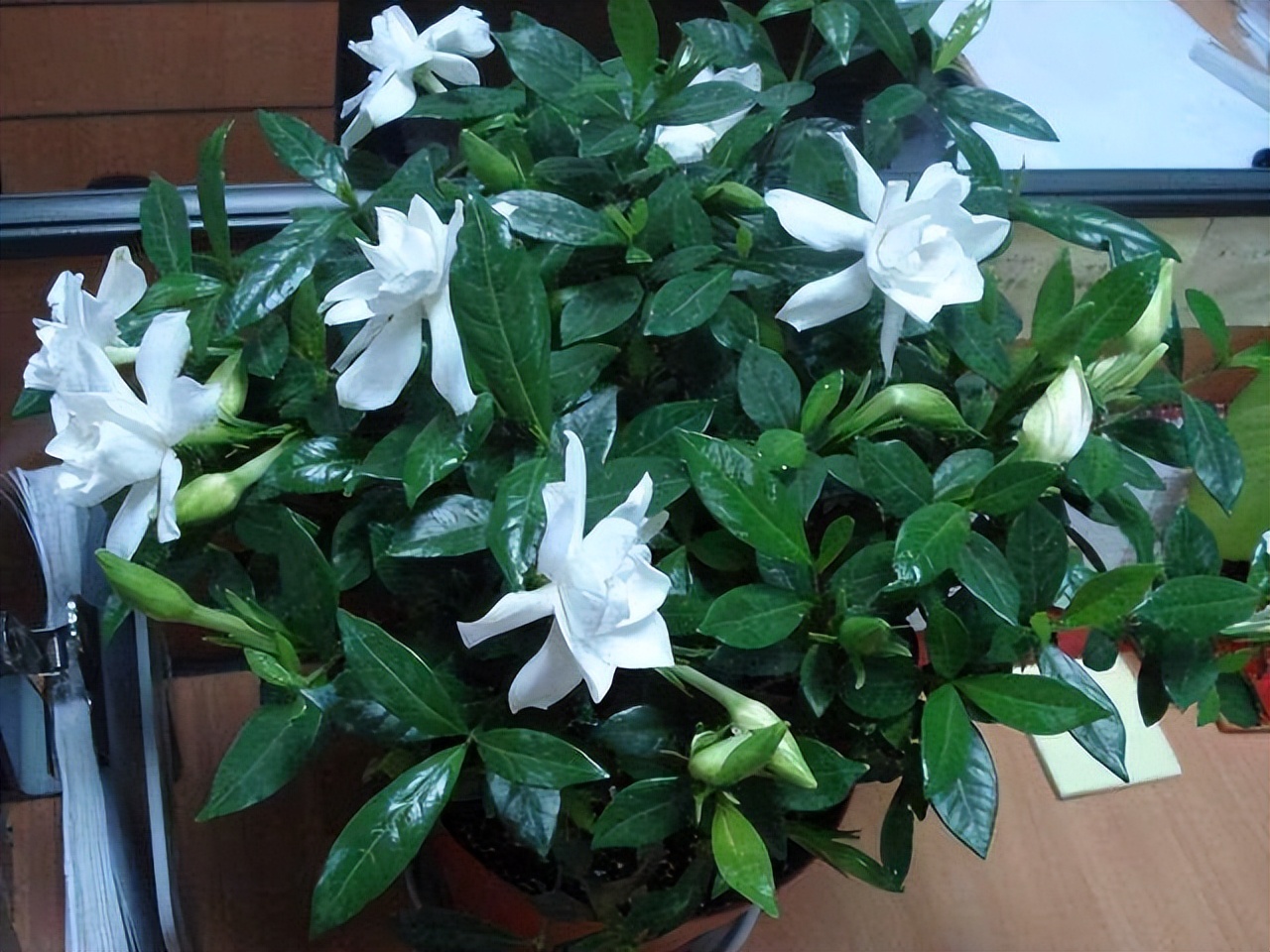 逛花市如何买好看又好养的花,花市上最好买的花有哪些