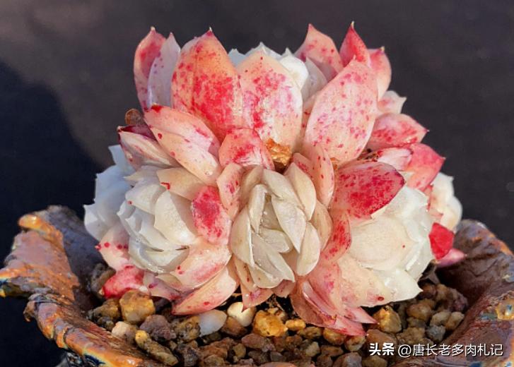 冰莓多肉怎么养护,多肉冰玫瑰换盆换多大的