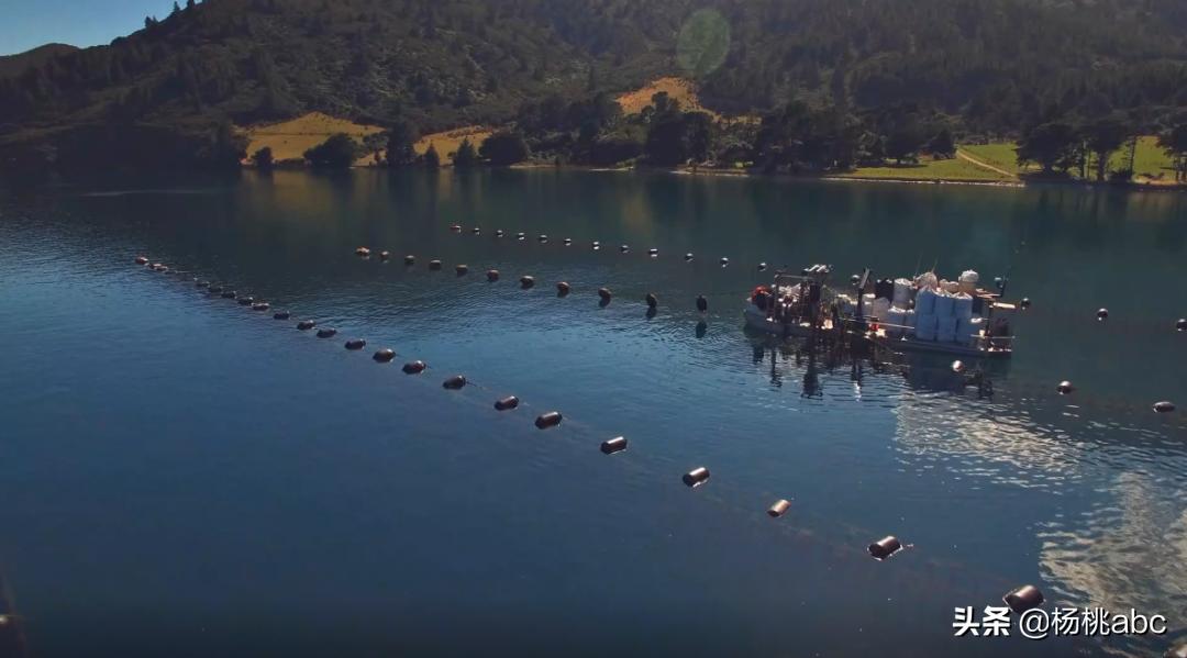 夜宵海鲜高蛋白,晚上夜宵吃什么海鲜不发胖