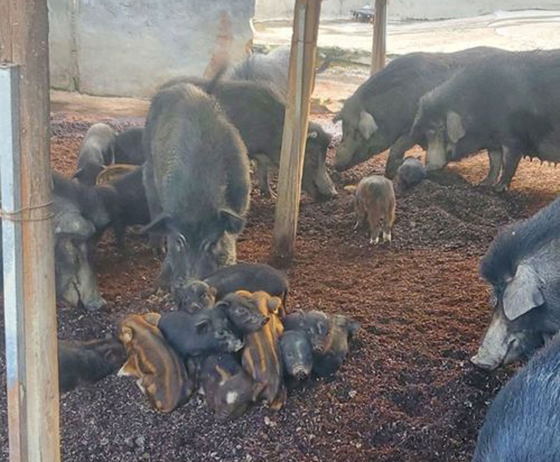 狼和母羊爱情故事,狼与羊的爱情故事