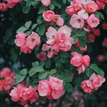 情人节花语代表什么,情人节送花记得看清花语