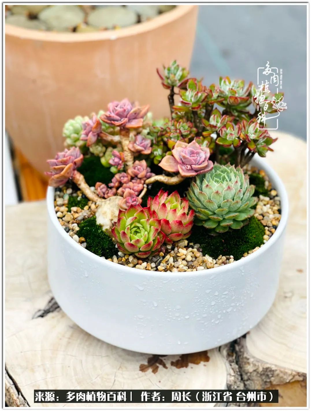 多肉拼盘新手入门,多肉拼盘说说