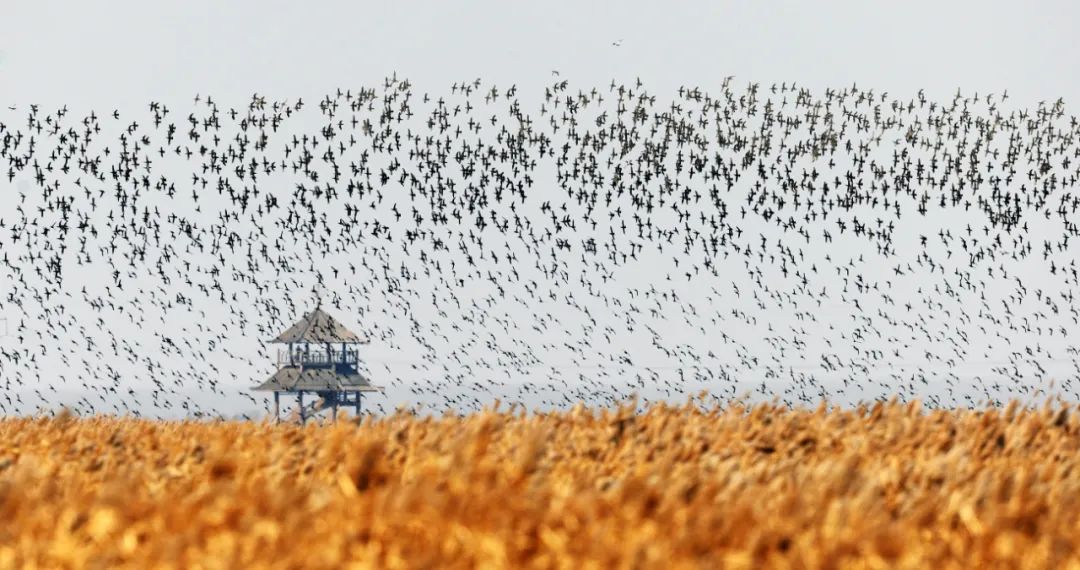 冬季山东十大美景,旅游山东最值得去的地方冬季