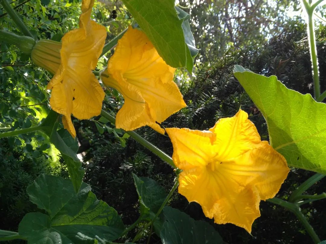 五谷杂粮食物图片大全大图,五谷杂粮图片大全大图真实
