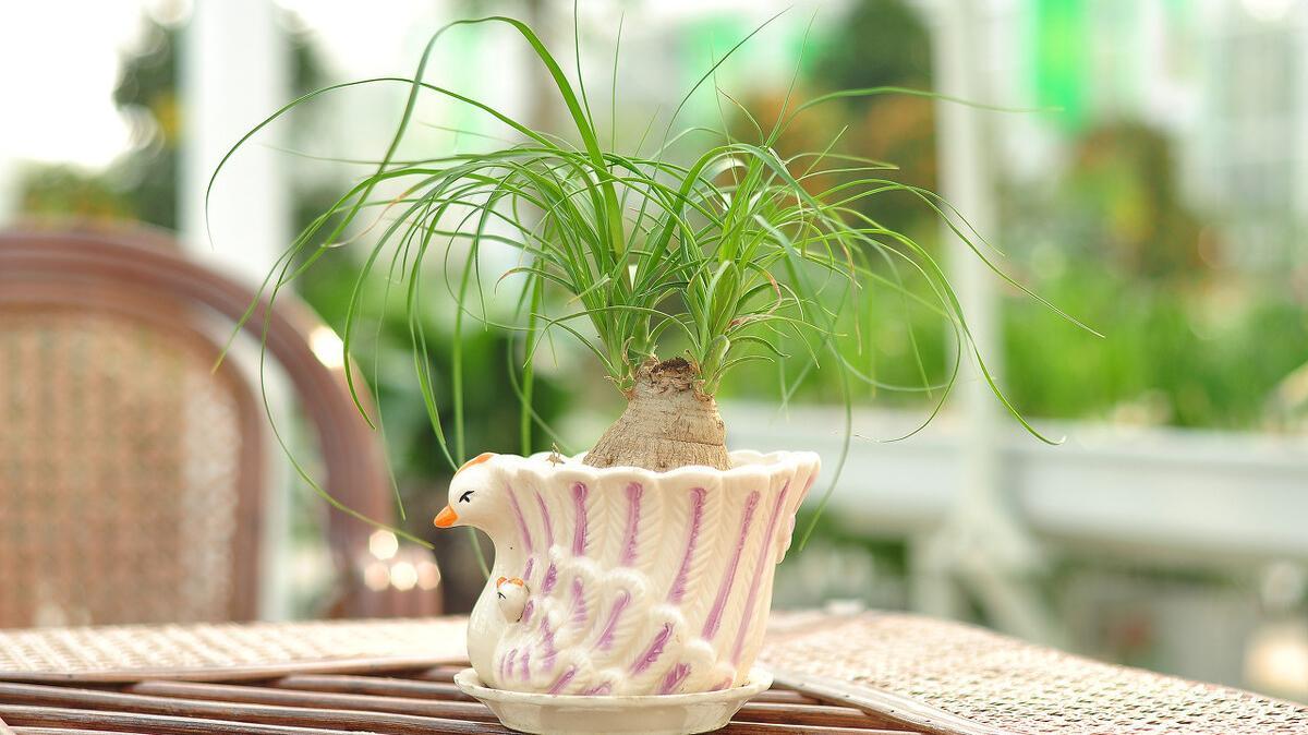 家中养8种盆栽树,客厅养什么盆栽树最好