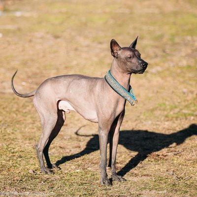 公认最爱干净的狗狗,世界公认十大新手最好养的狗狗