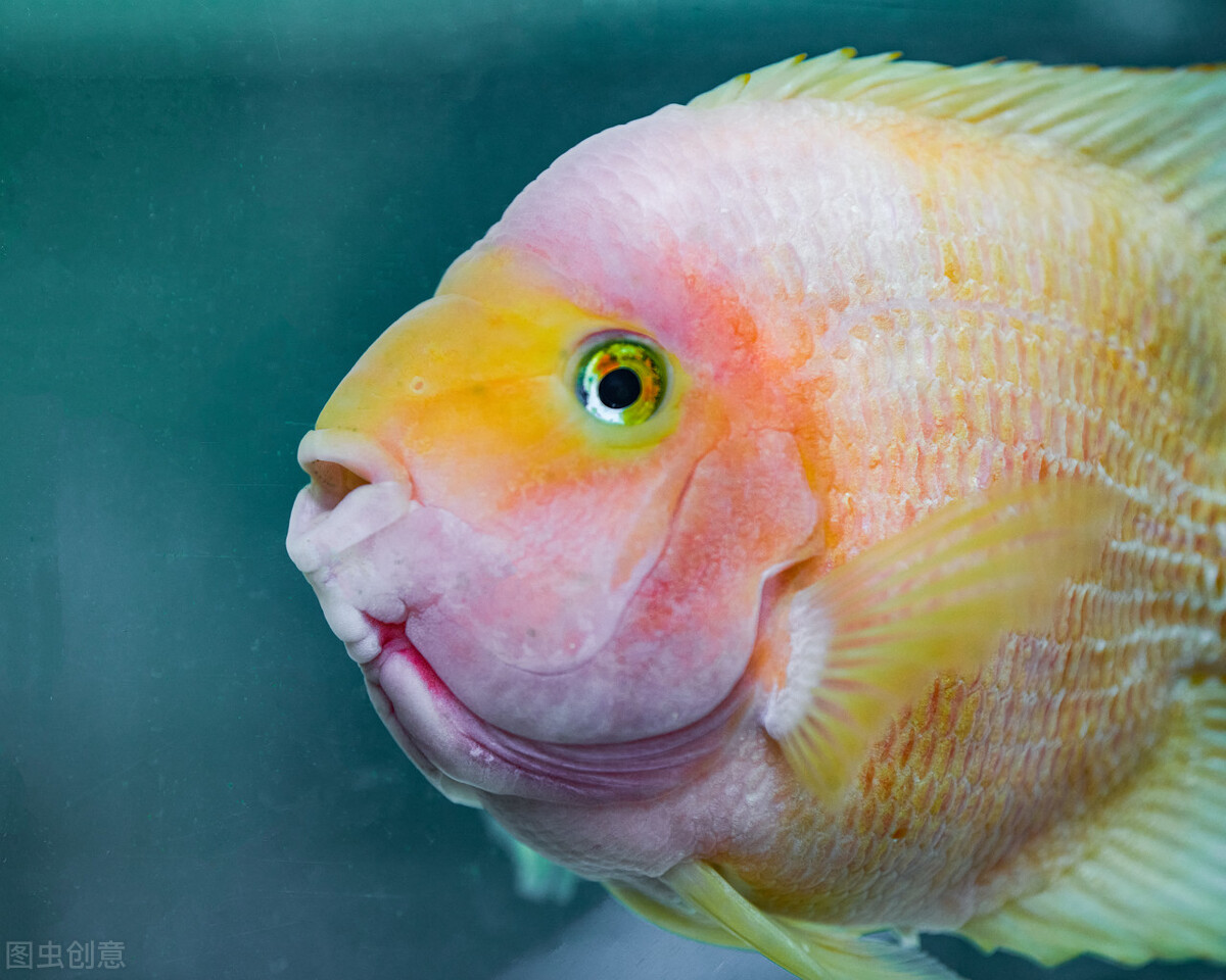 祝福朋友们虎年大吉年年发大财,祝福大家虎年大吉年年发大财