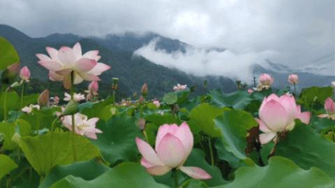 广州从化赏荷花胜地,从化草埔荷花