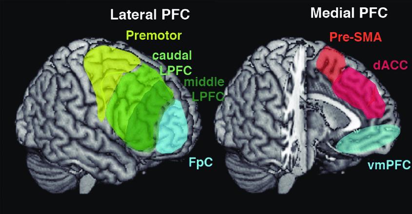 谷氨酸含量升高,谷氨酸过高对大脑有什么危害