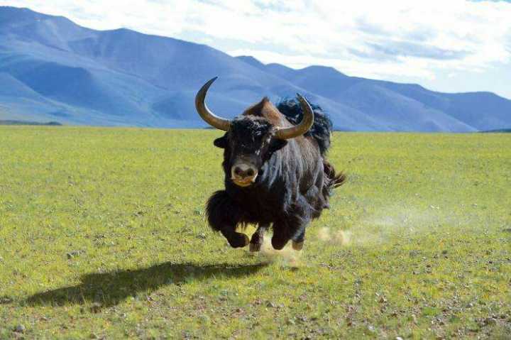 被狼群救下的藏獒,西藏一头孤狼咬死七只藏獒