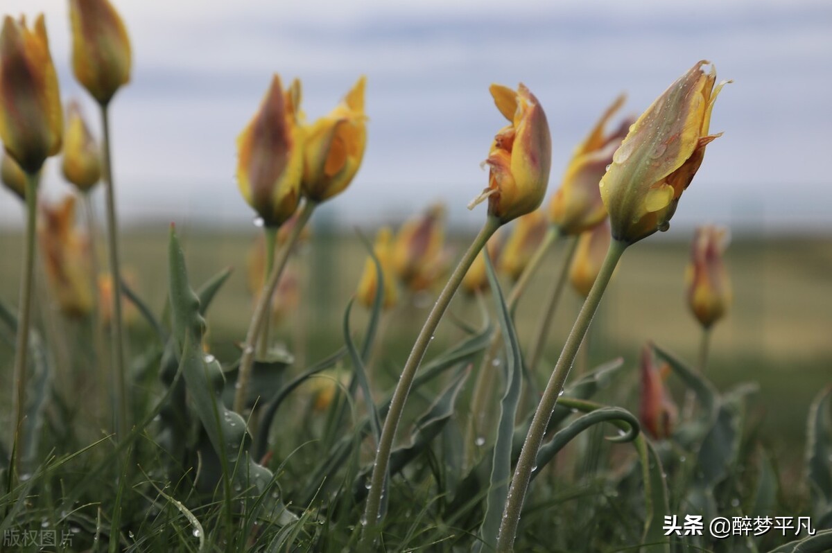 赛里木湖疆内户籍免费吗,赛里木湖疆内旅游团