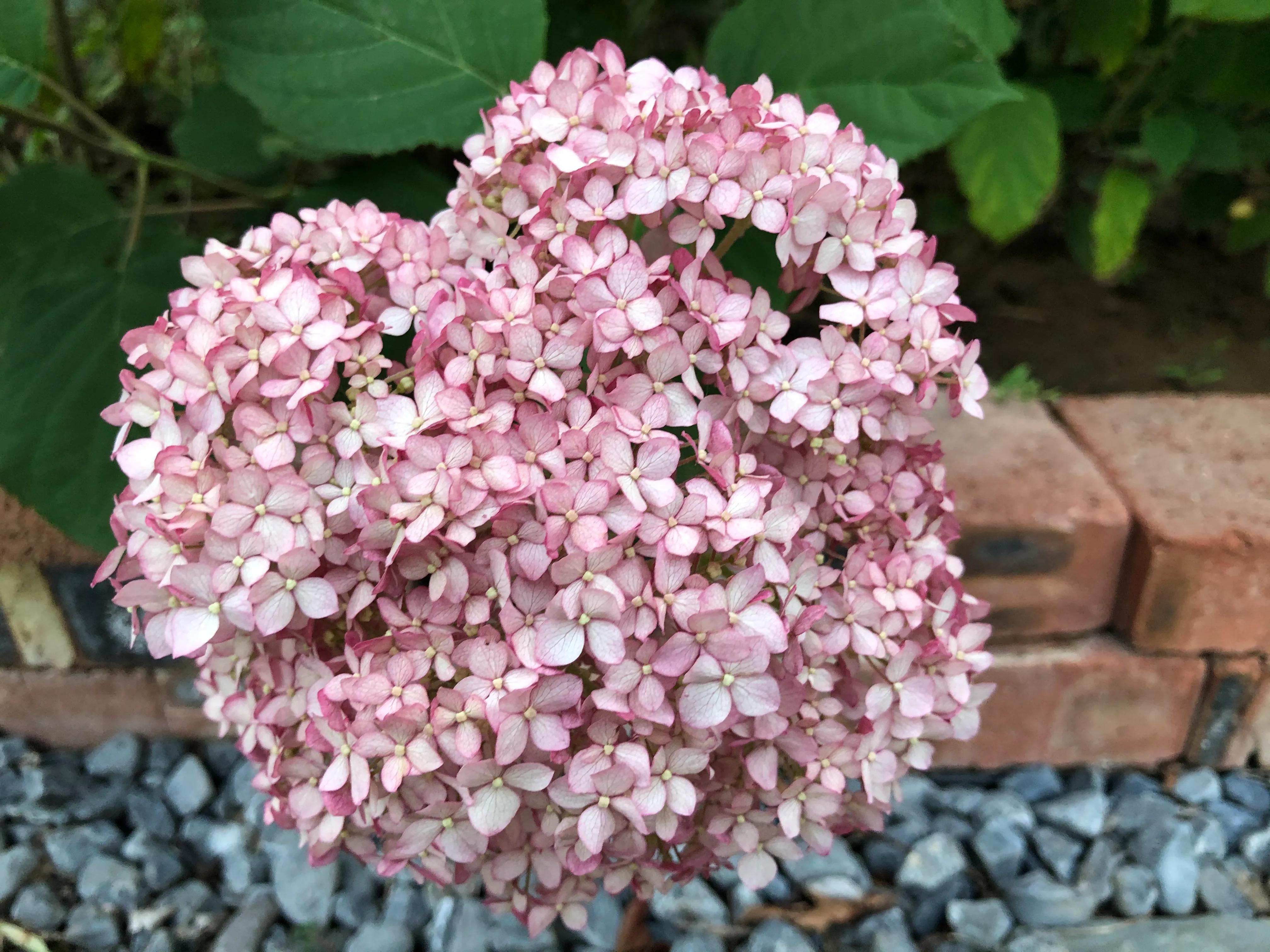 我在花园里种下种子,我在花园里种一棵小树