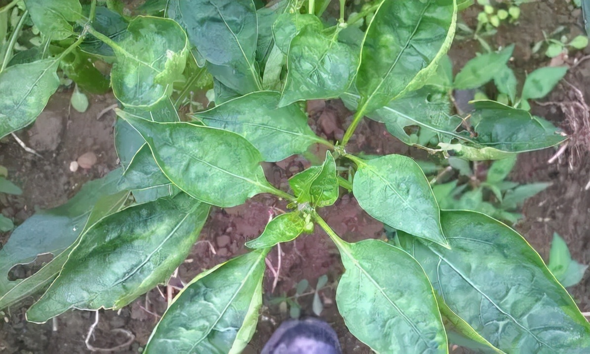 辣椒卷叶是什么病怎么治,辣椒有黄叶卷叶用什么药打才能治