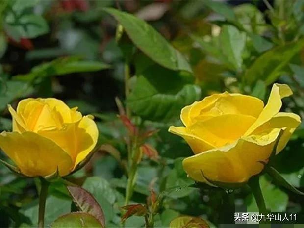 常见切花品种月季图片,丰花勤花爬藤月季品种有哪些