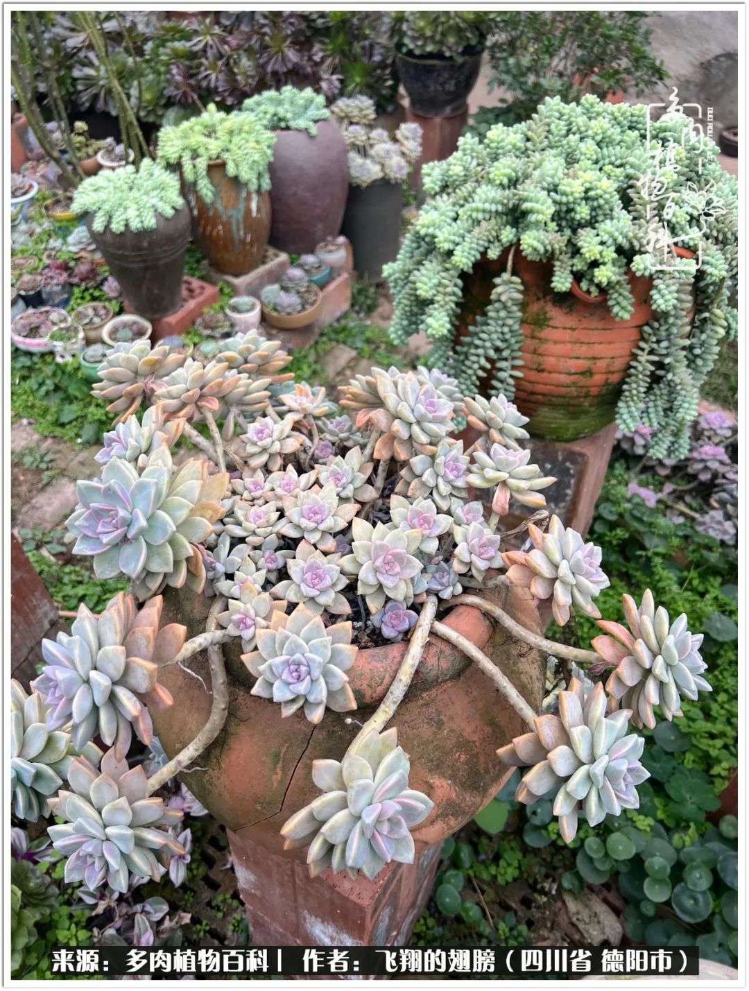 多肉的正确养殖方法冬天怎么养活,多肉怎么养活而且长得快且好看