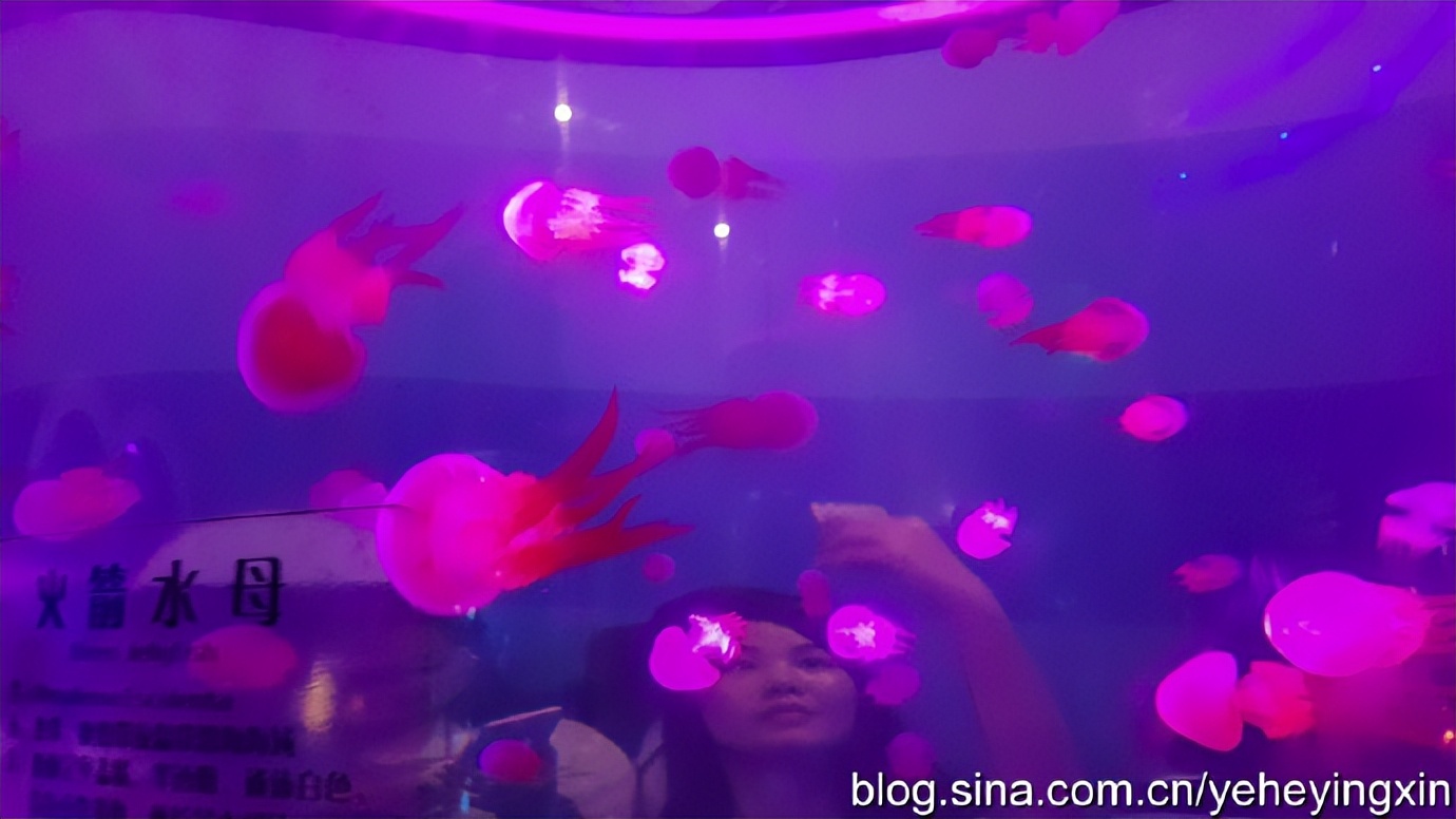 深圳东部华侨城视频,东部华侨城深海探奇