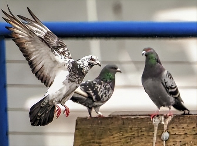 关于鸽子的15个冷知识,小鸽子小常识