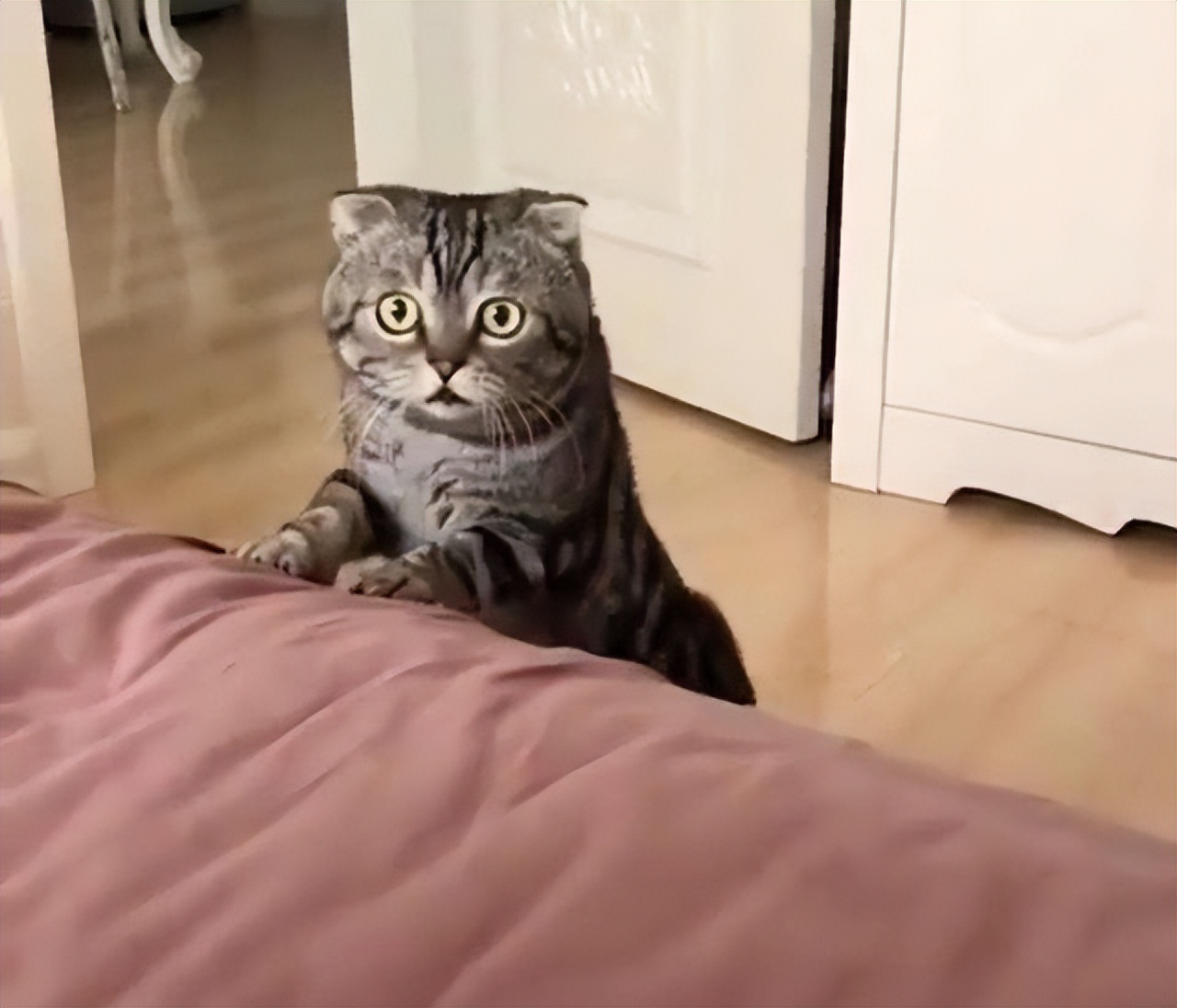 猫咪早上一直叫是怎么回事,早上睡觉猫咪一直嗯喵嗯喵的叫