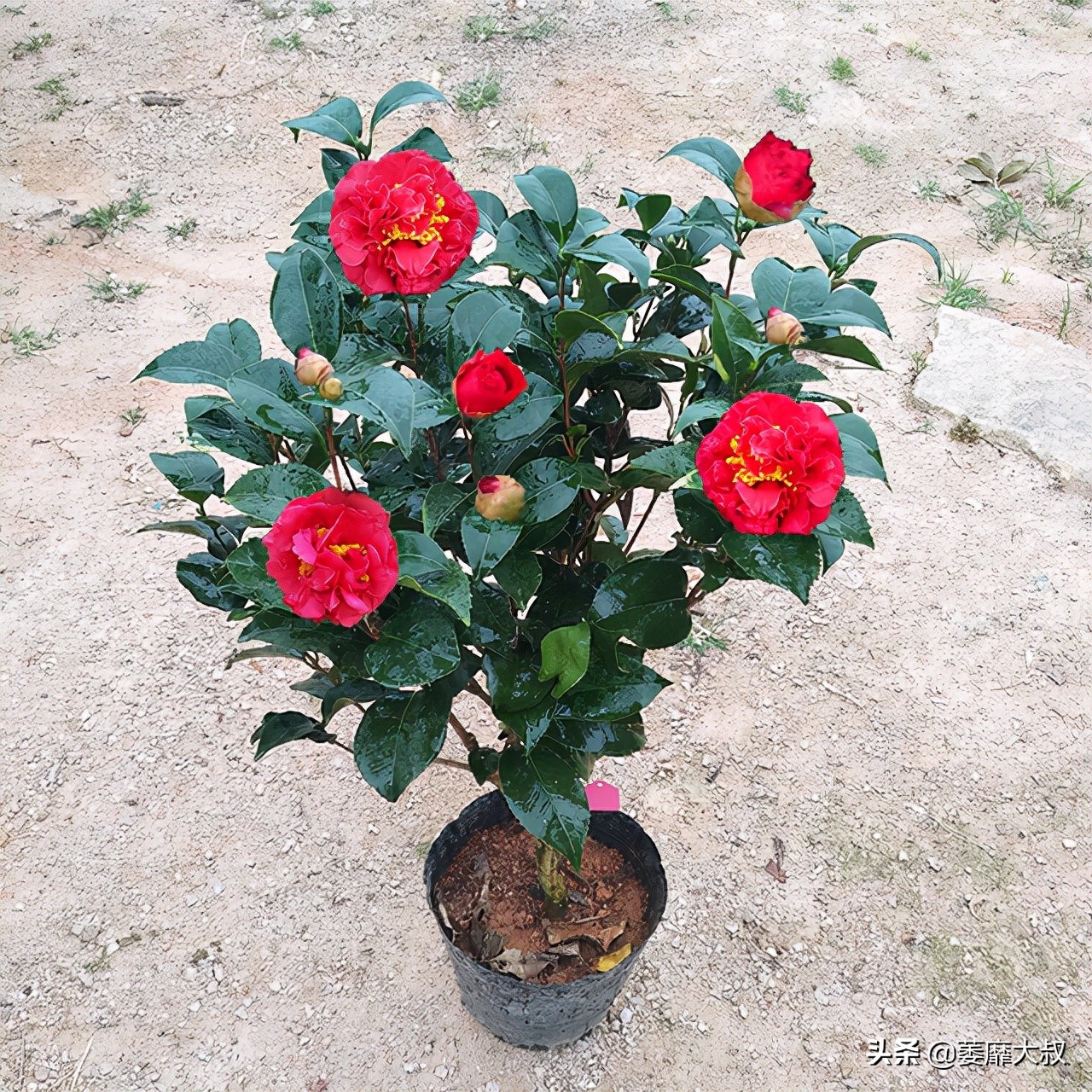 此花简单易养四季开花极为别致,此花花色繁多有淡香味易养易成活