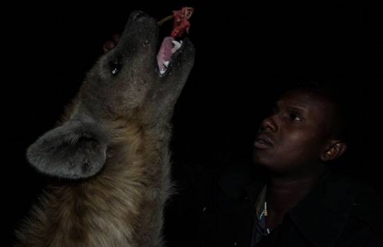 非洲爆发“人狗大战”,斑鬣狗组团袭击人类,为什么要报复我们?