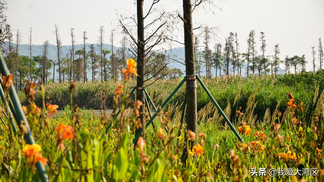珠海春游赏花,珠海周边踏青景点