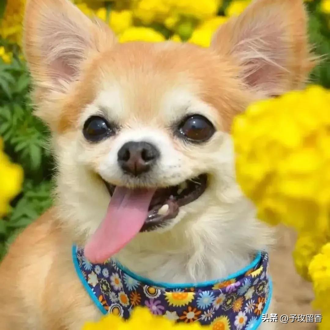 狗的种类常见宠物狗的品种及特点,宠物狗种类及特点