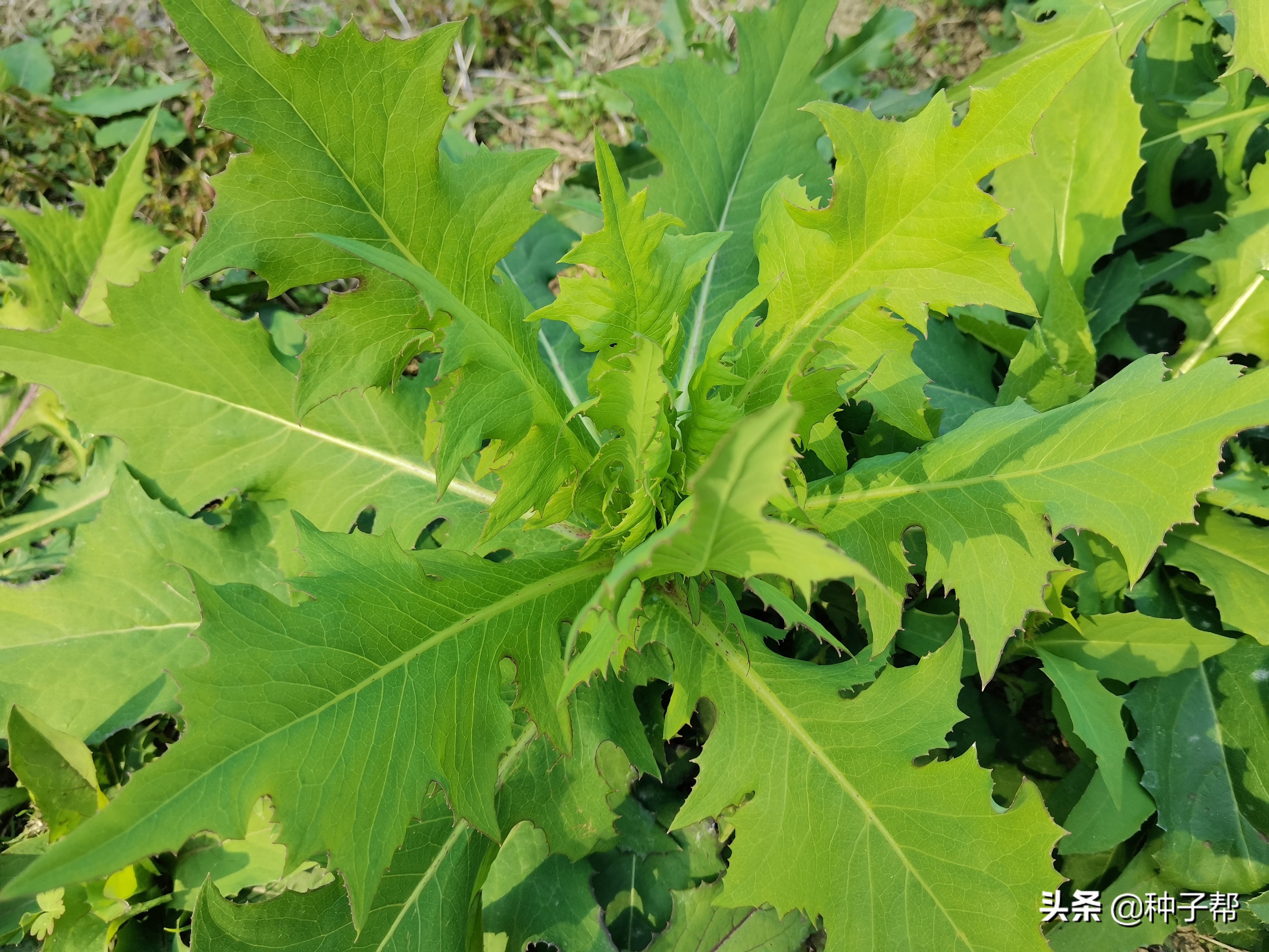 养兔子种什么牧草？这款牧草吃多不拉稀，能止泻，亩产10吨以上