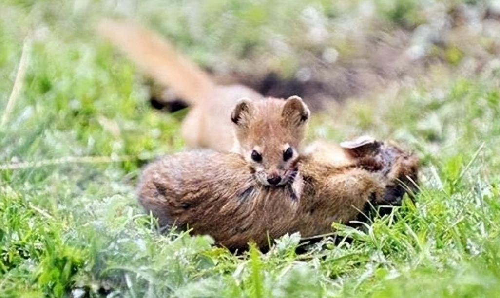 为啥有一代人说黄鼠狼不能吃,李时珍讲不吃黄鼠狼的原因