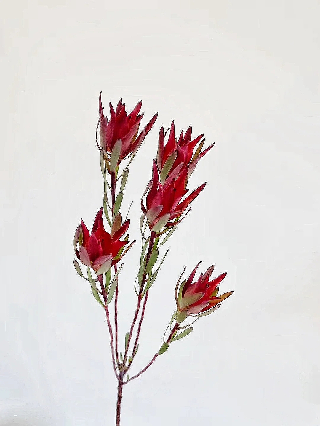 花艺教程花材打理知识,花艺教程常用花材及叶材有哪些