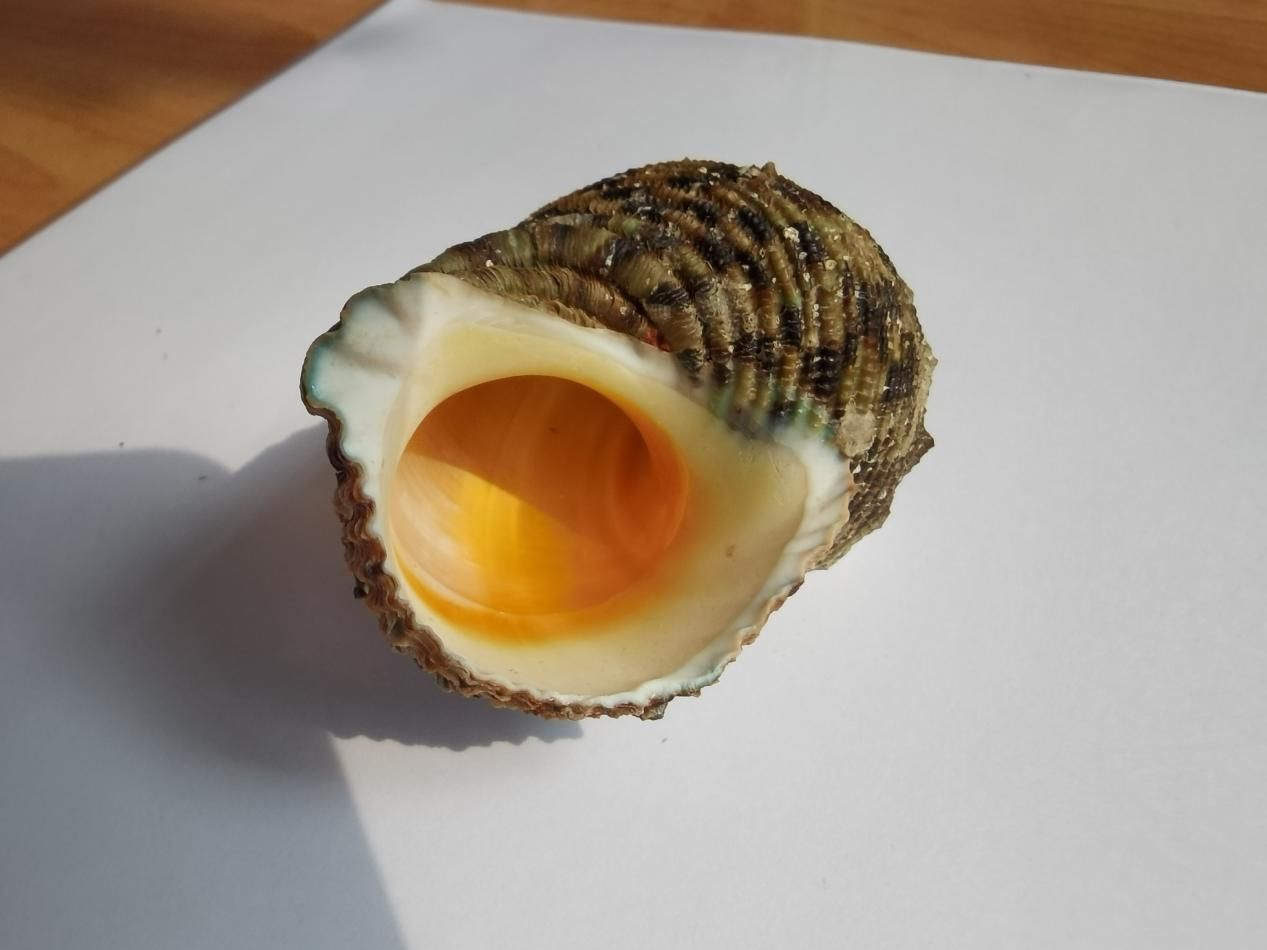 海南海鲜贝类有哪些,海南海鲜贝类