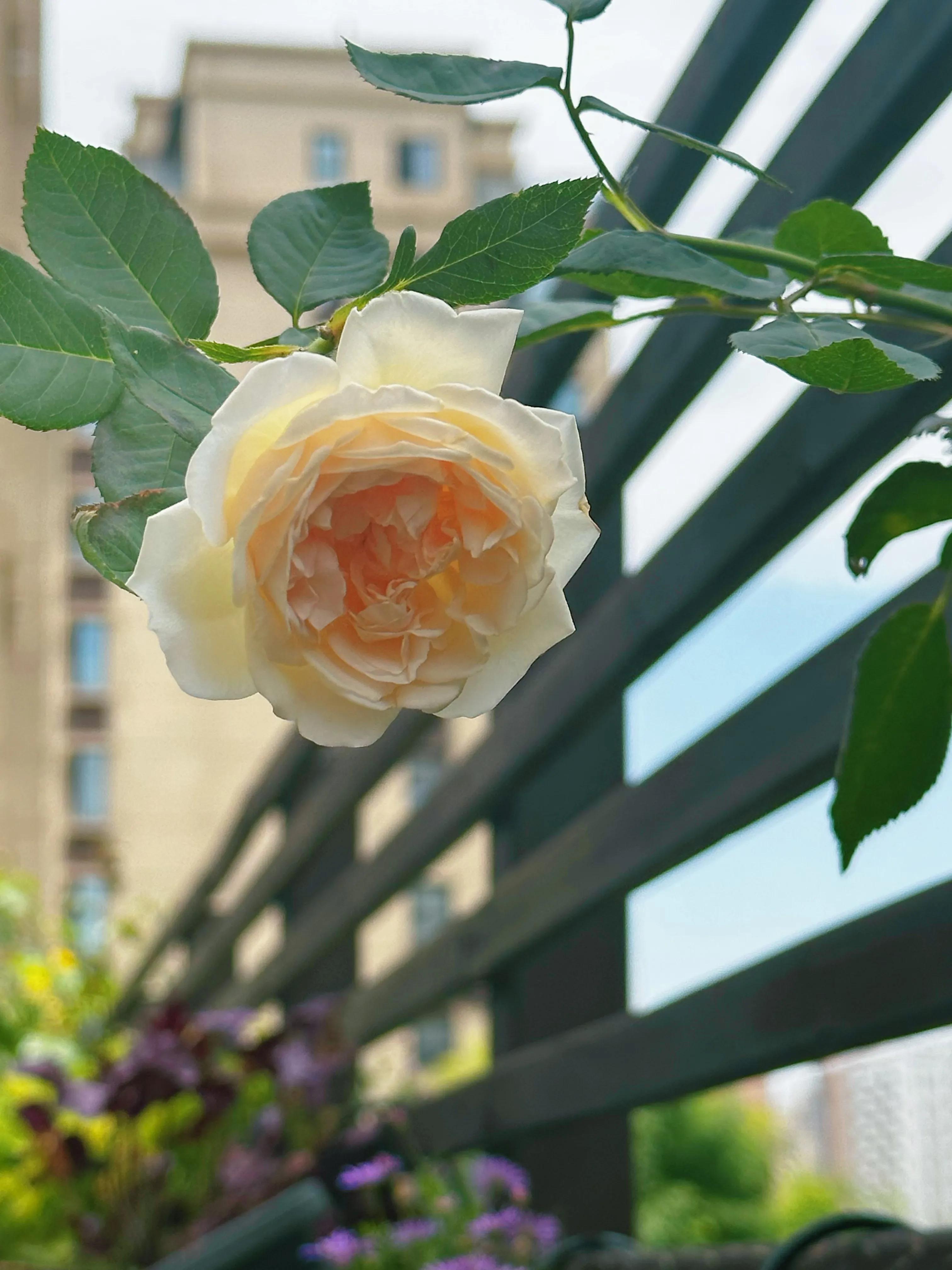 多季节开花的月季有哪些,夏天月季开花不标准