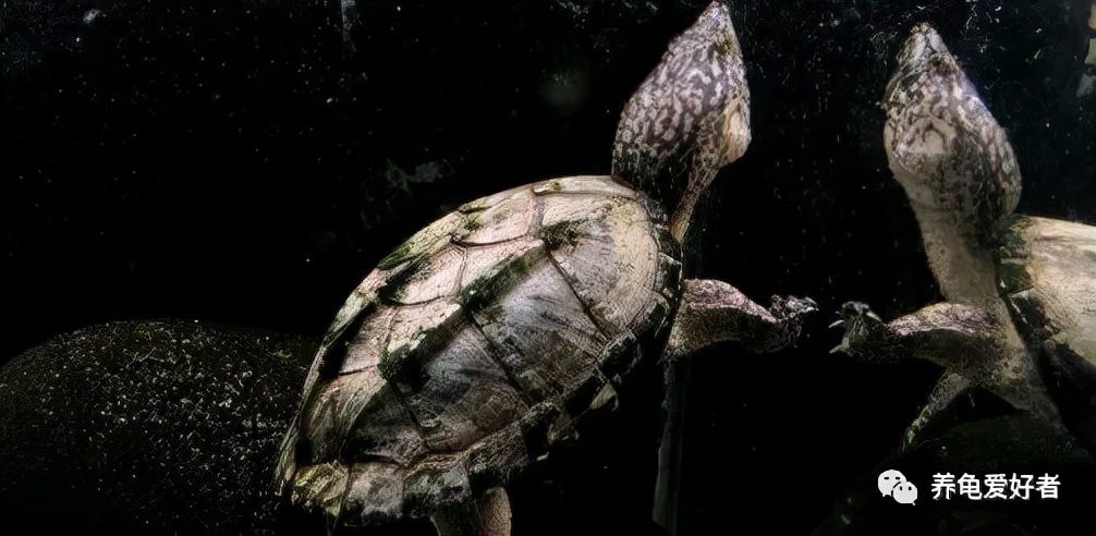 在药死了无数龟之后，你可有好好地总结一下？