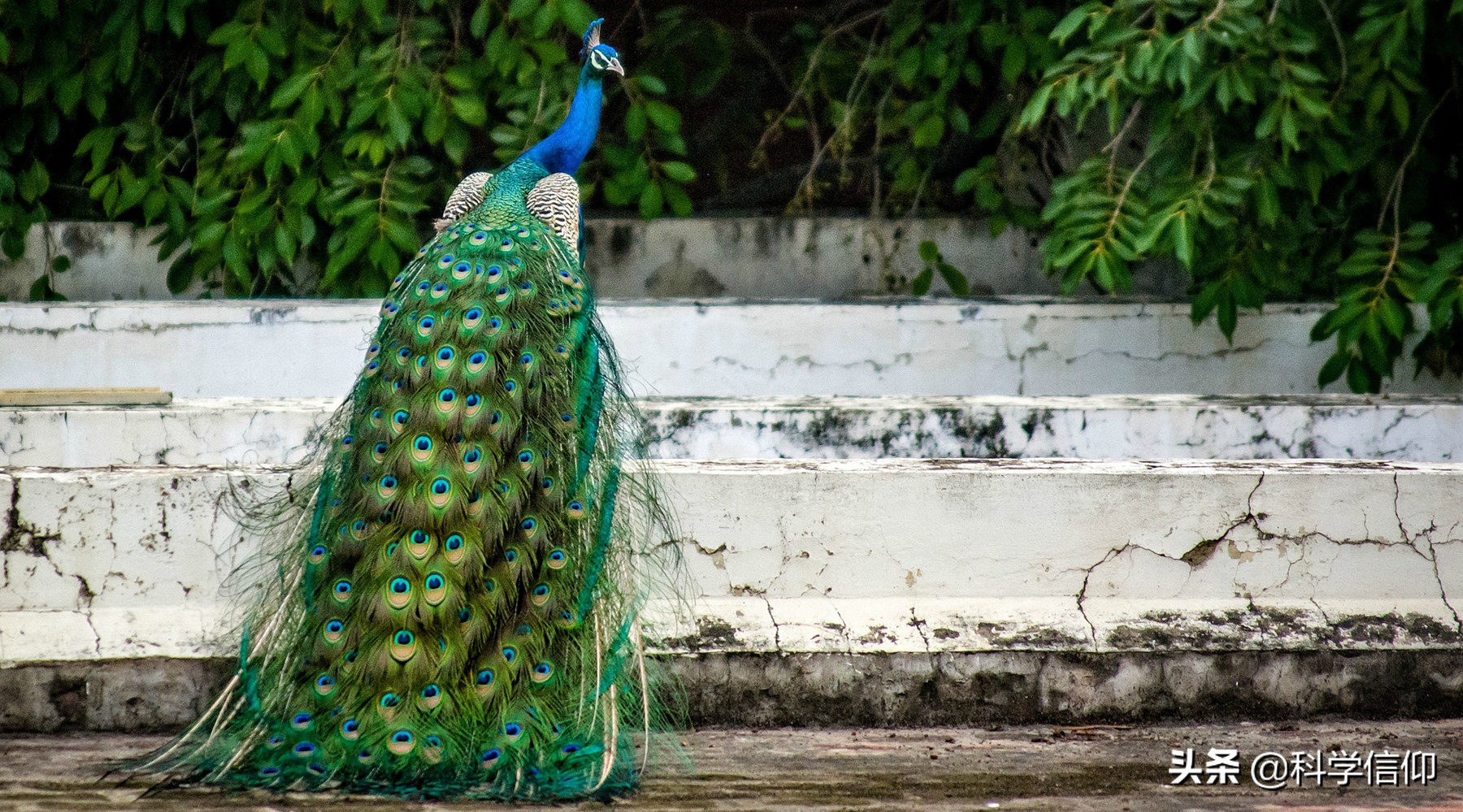 人类为什么会进化出味觉,人类进化出胡须