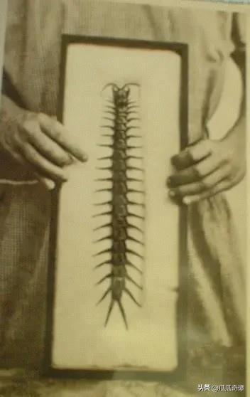 武汉惊现入侵巨人蜈蚣物种,海关查获活体巨人蜈蚣怎么处理的