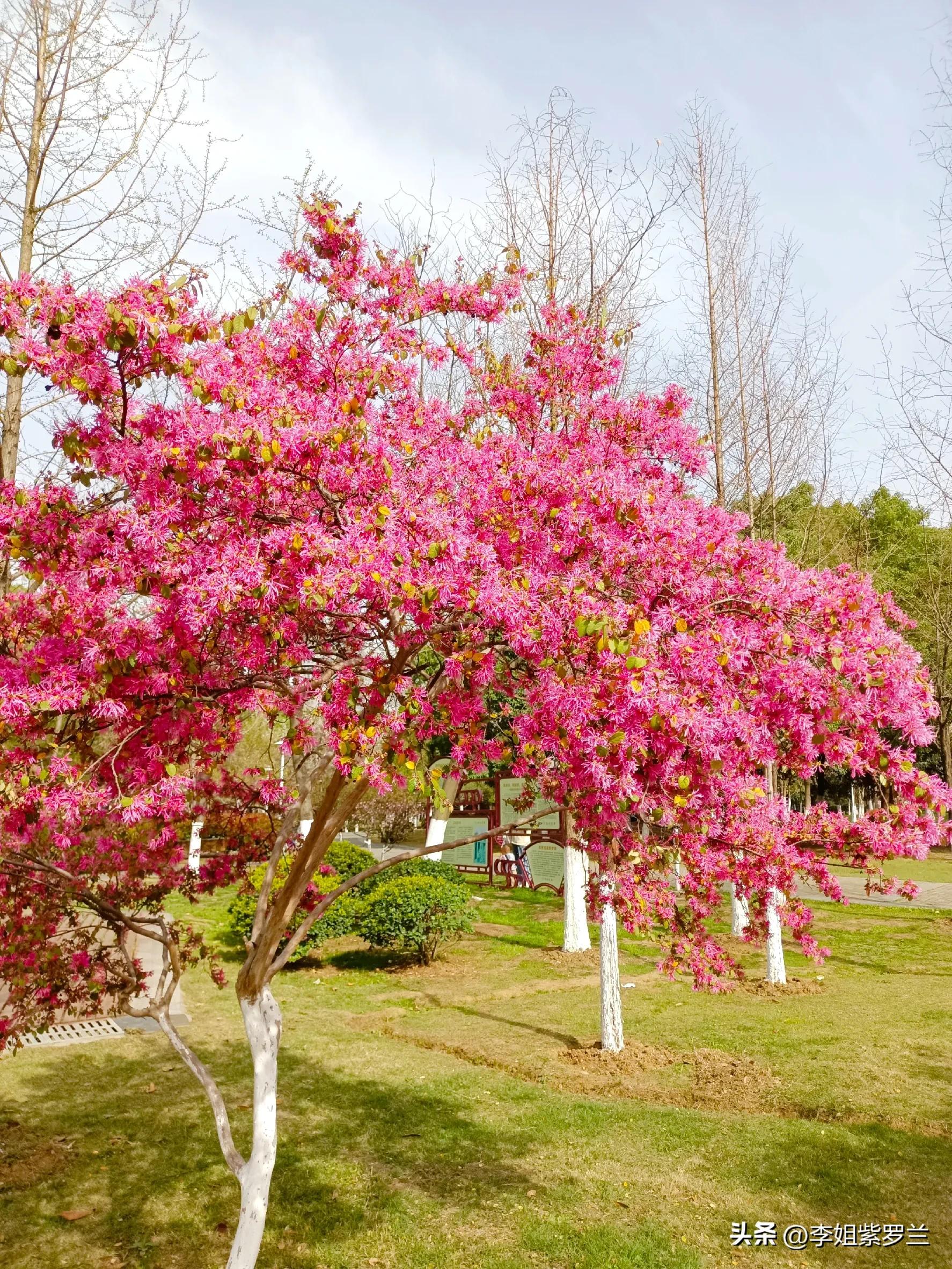 红花继木和红花檵木有什么区别,红花檵木的红花功效与作用